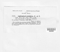 Amphisphaeria melantera image